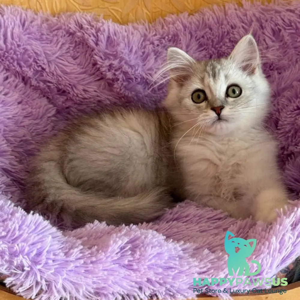 Smoky British Shorthair male black silver chinchilla - live animals