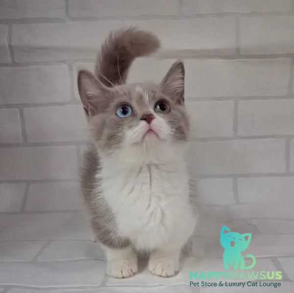 Smurf Munchkin male lilac bicolour - live animals