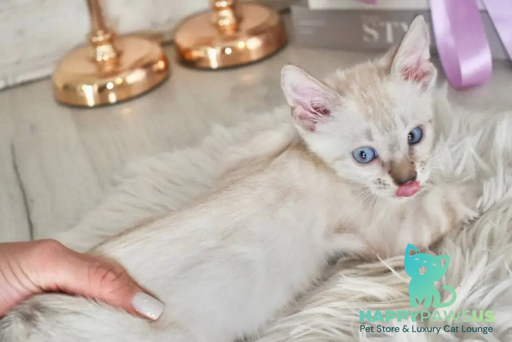 Sneja Bengal female black spotted tabby pointed - live animals