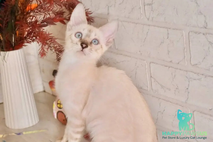 Sneja Bengal female black spotted tabby pointed - live animals