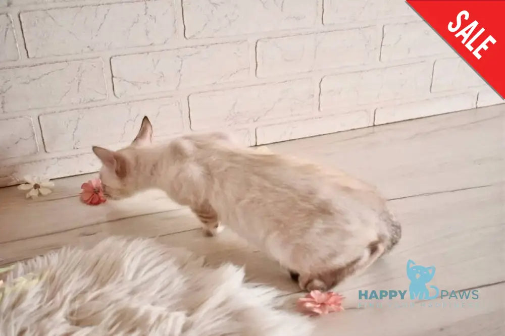 Sneja Bengal female black spotted tabby pointed - live animals
