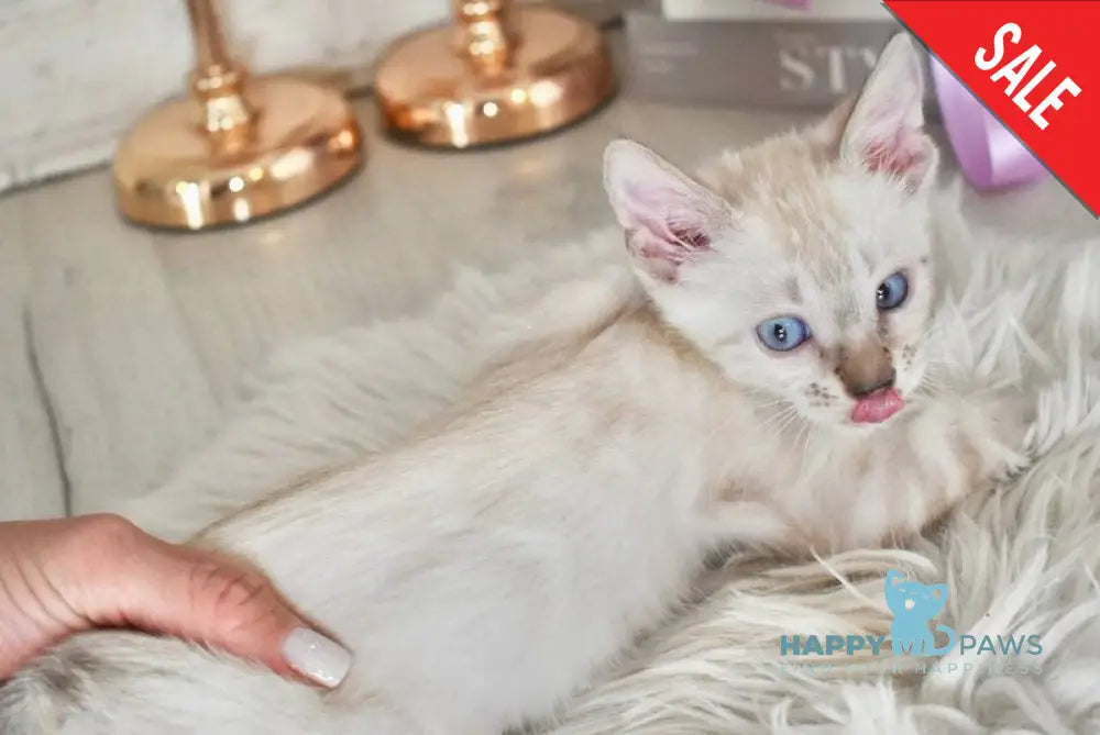 Sneja Bengal female black spotted tabby pointed - live animals