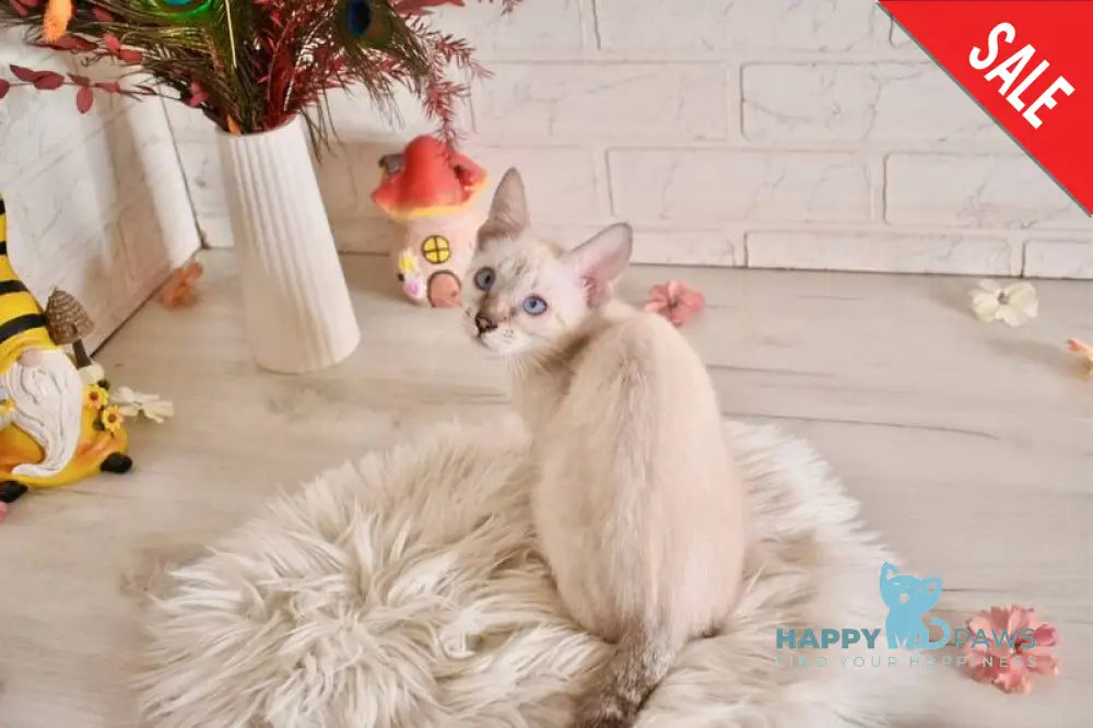 Sneja Bengal female black spotted tabby pointed - live animals