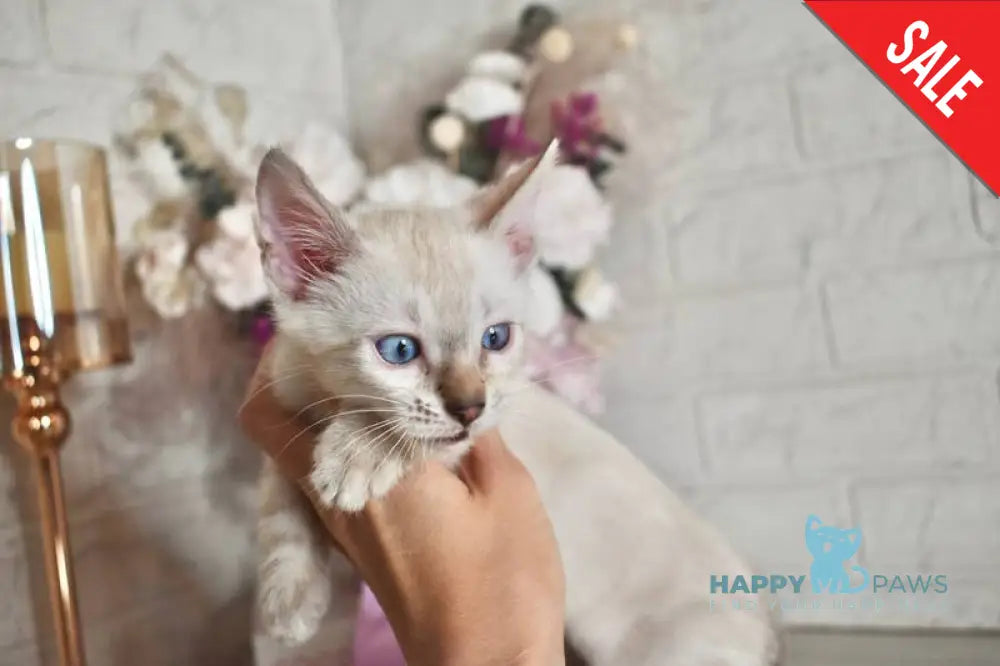 Sneja Bengal female black spotted tabby pointed - live animals