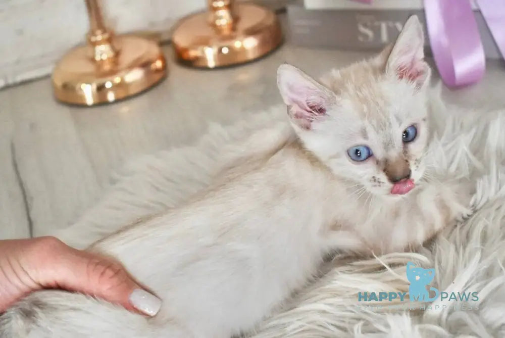 Sneja Bengal female black spotted tabby pointed - live animals