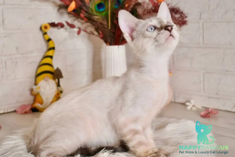 Sneja Bengal female black spotted tabby pointed - live animals