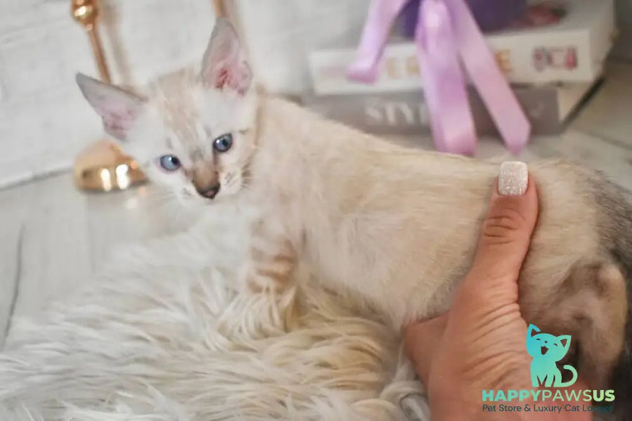 Sneja Bengal female black spotted tabby pointed - live animals