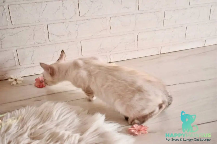 Sneja Bengal female black spotted tabby pointed - live animals