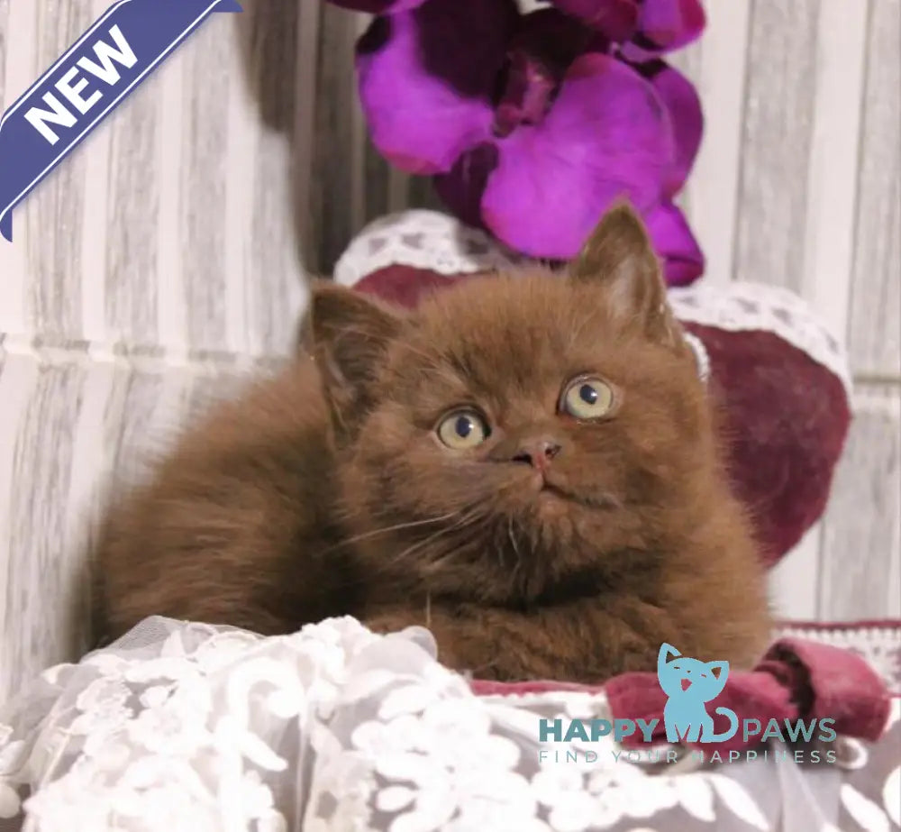 Snickers British Shorthair male chocolate live animals