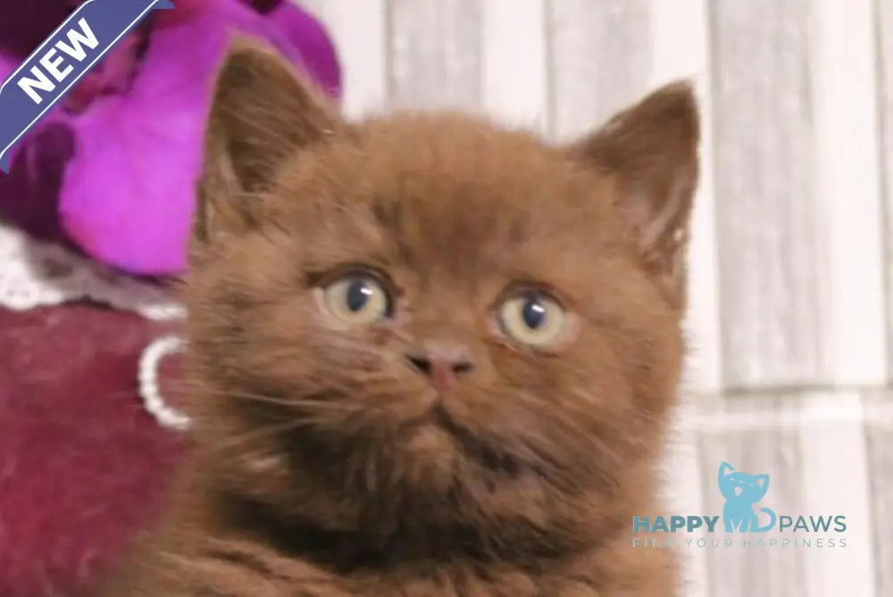 Snickers British Shorthair male chocolate live animals