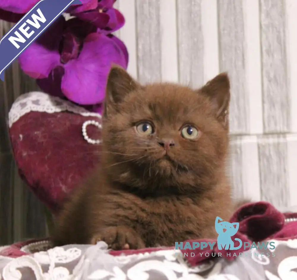 Snickers British Shorthair male chocolate live animals