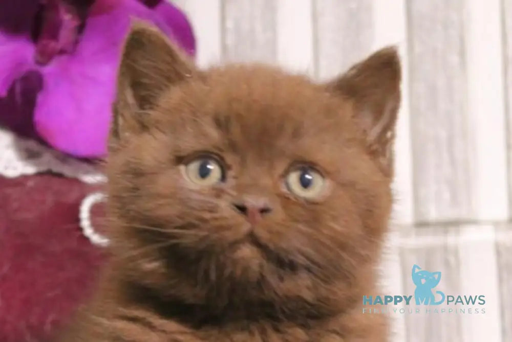 Snickers British Shorthair male chocolate live animals