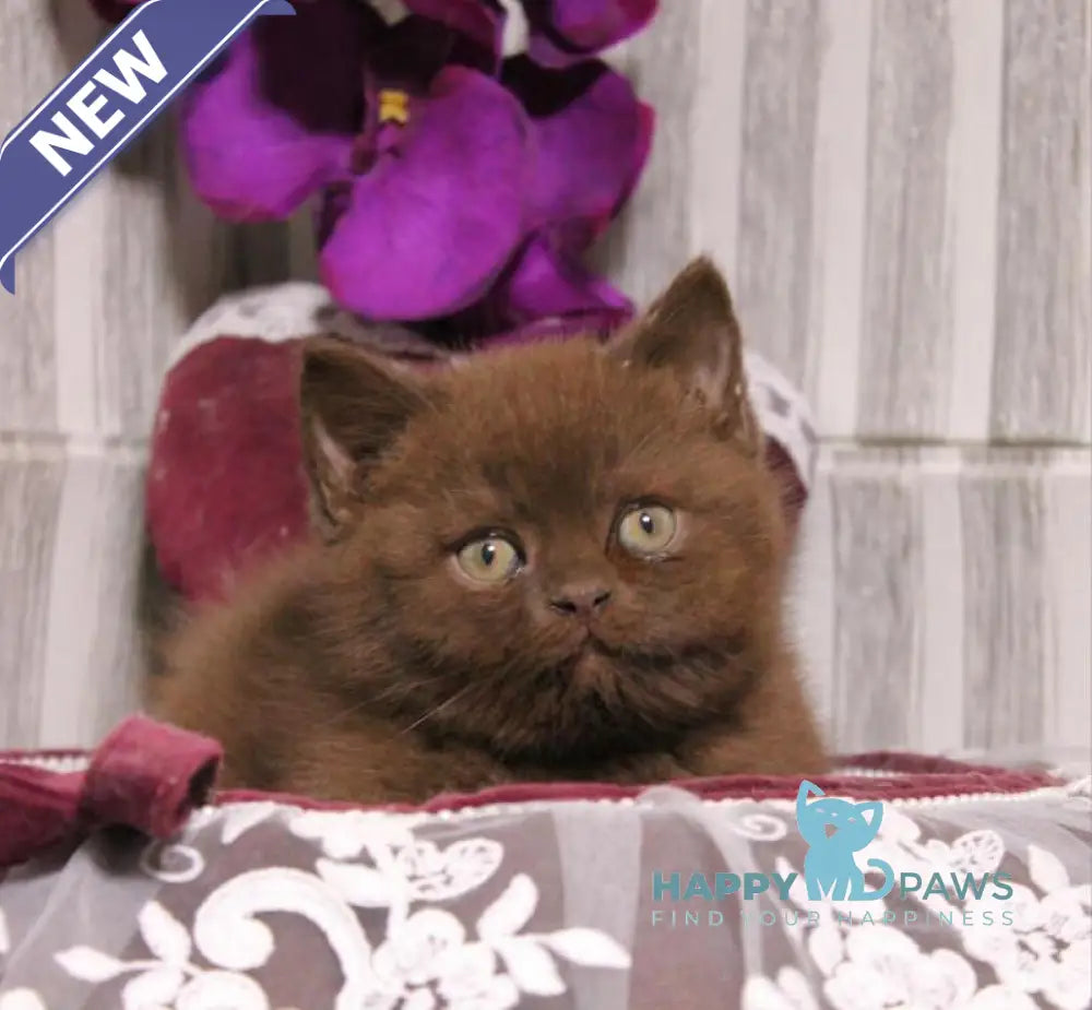 Snickers British Shorthair male chocolate live animals