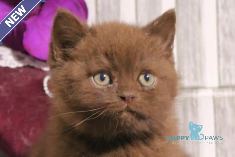 Snickers British Shorthair male chocolate live animals