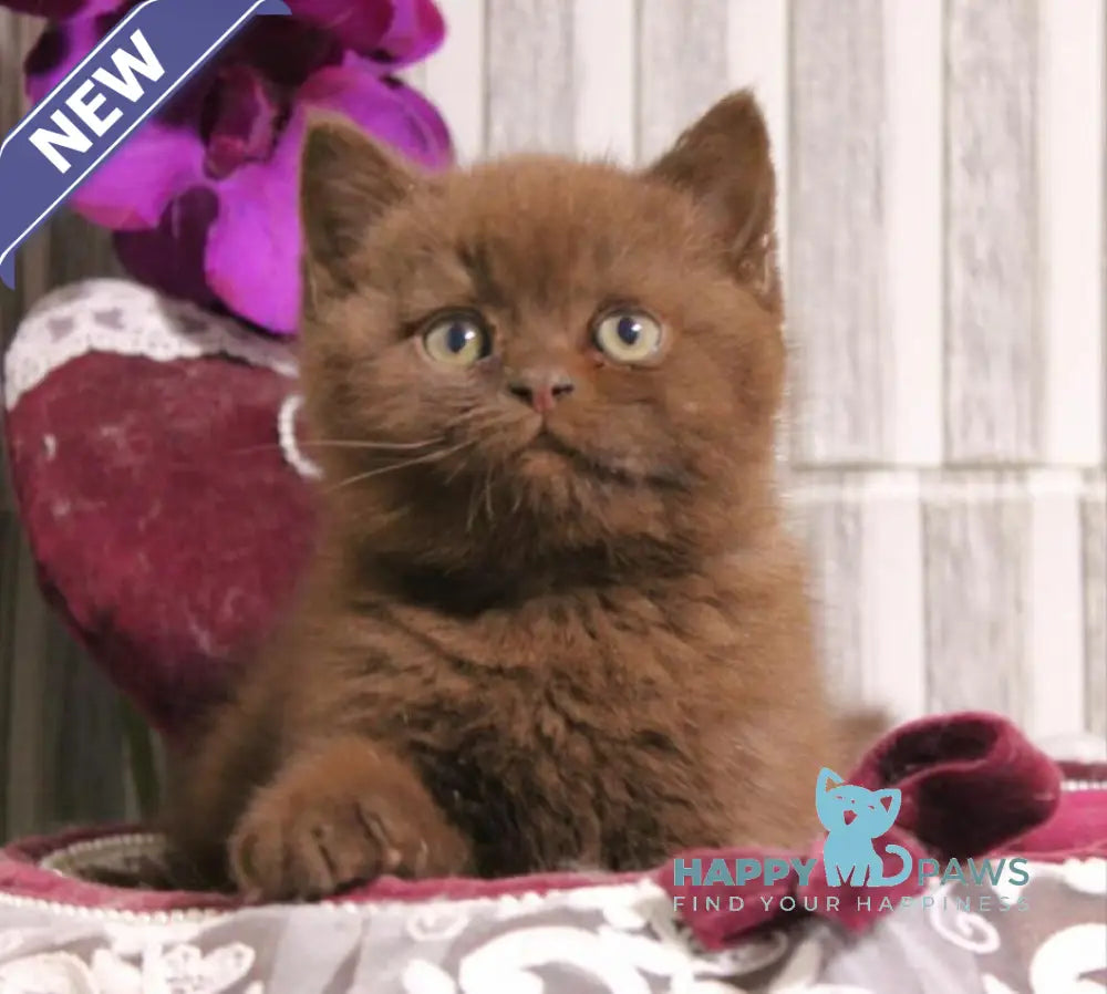 Snickers British Shorthair male chocolate live animals