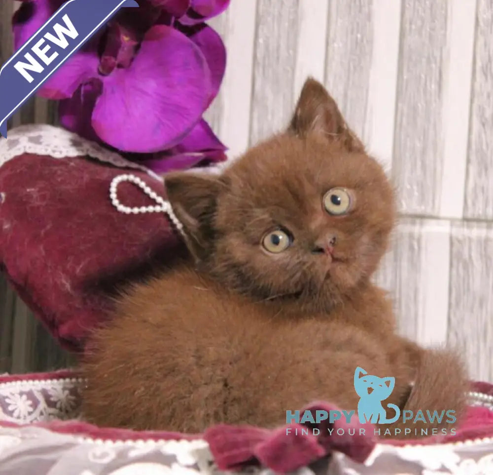 Snickers British Shorthair male chocolate live animals
