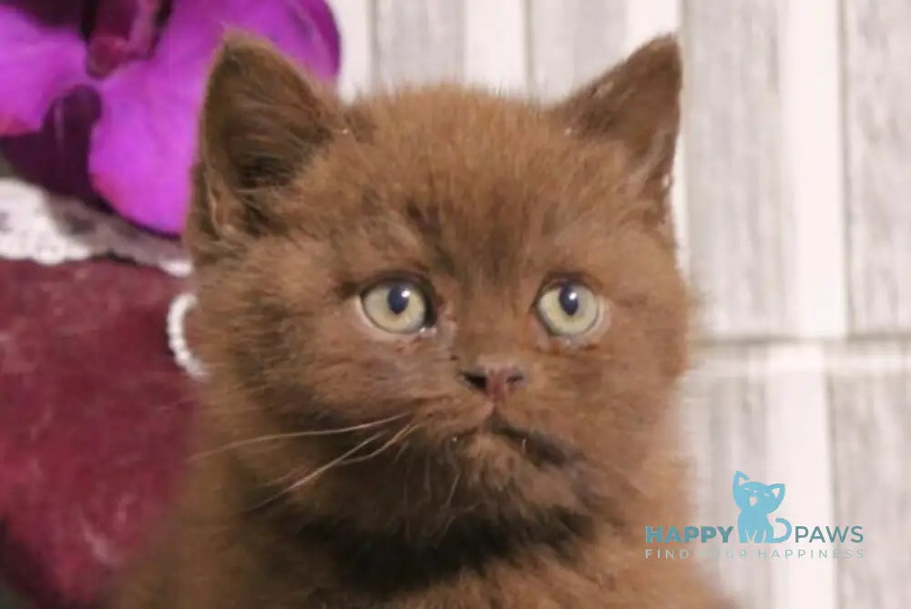 Snickers British Shorthair male chocolate live animals