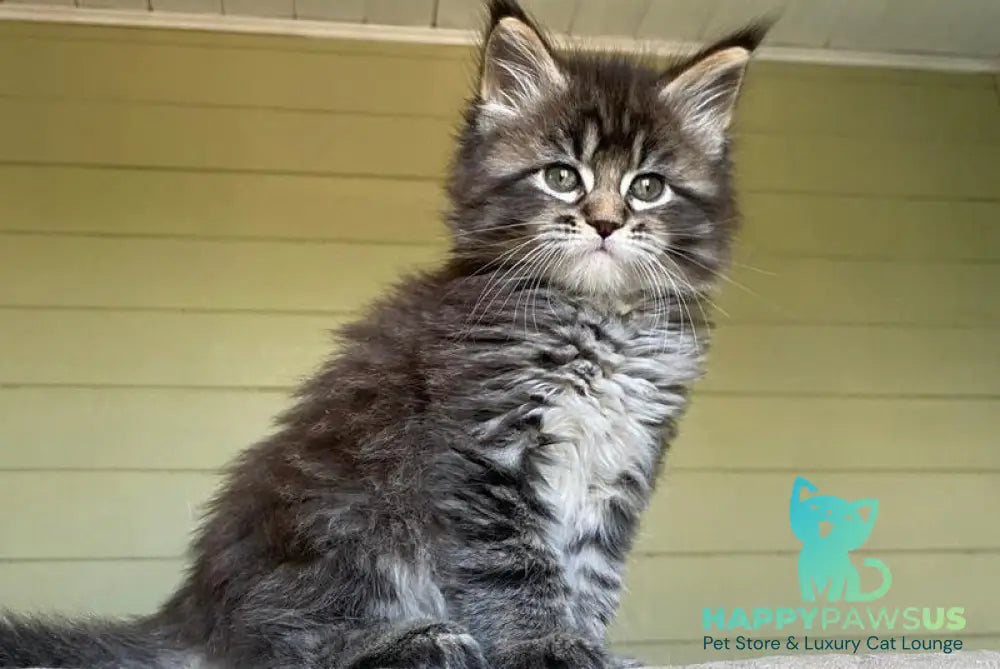 Snickers Maine Coon male black tabby - live animals