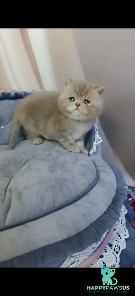 Snickers Scottish Straight male lilac tabby - live animals