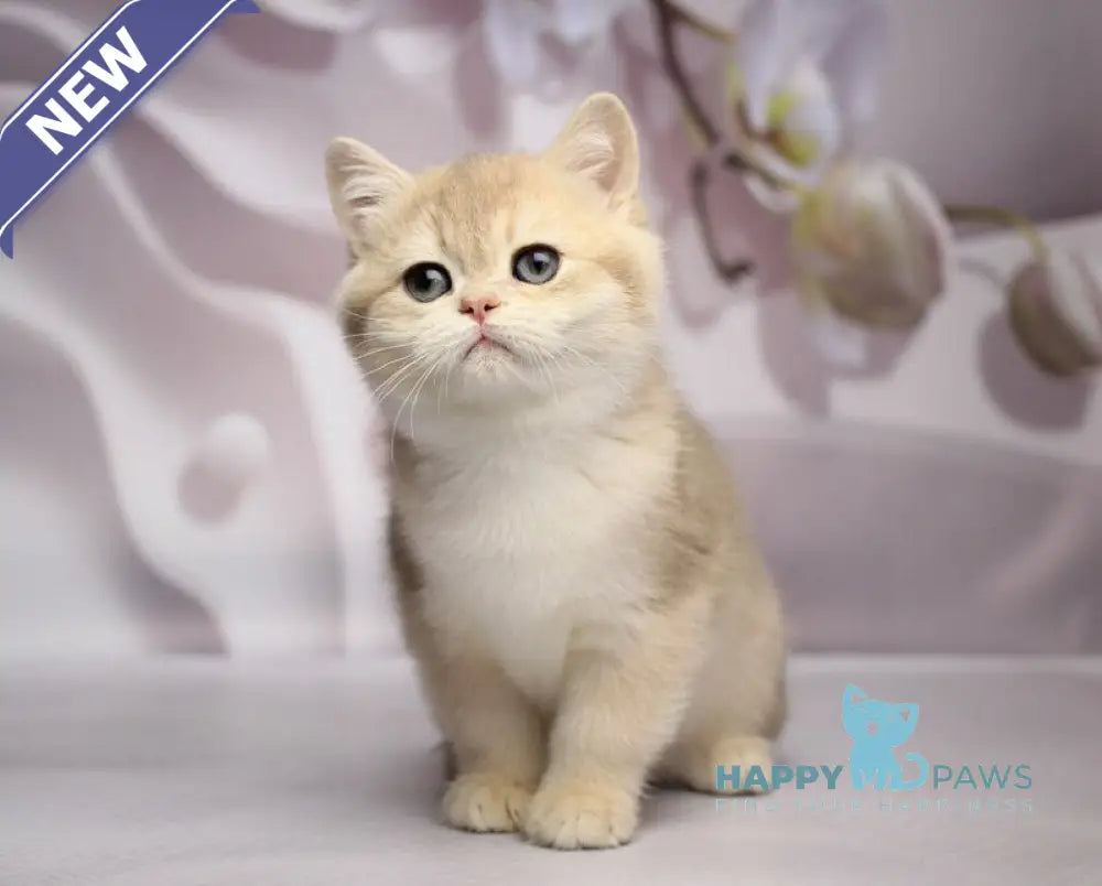 Snikers British Shorthair male blue golden chinchilla live animals
