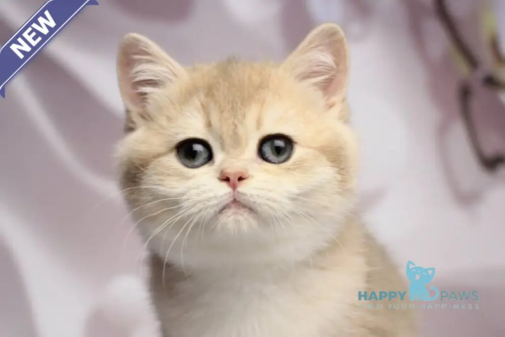 Snikers British Shorthair male blue golden chinchilla live animals