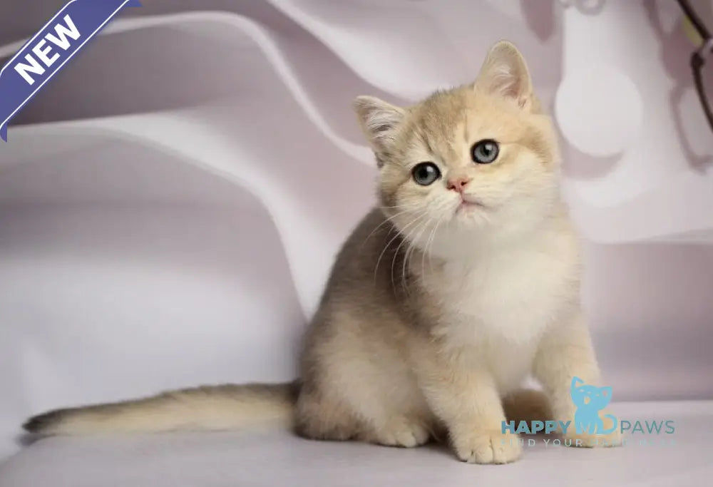 Snikers British Shorthair male blue golden chinchilla live animals