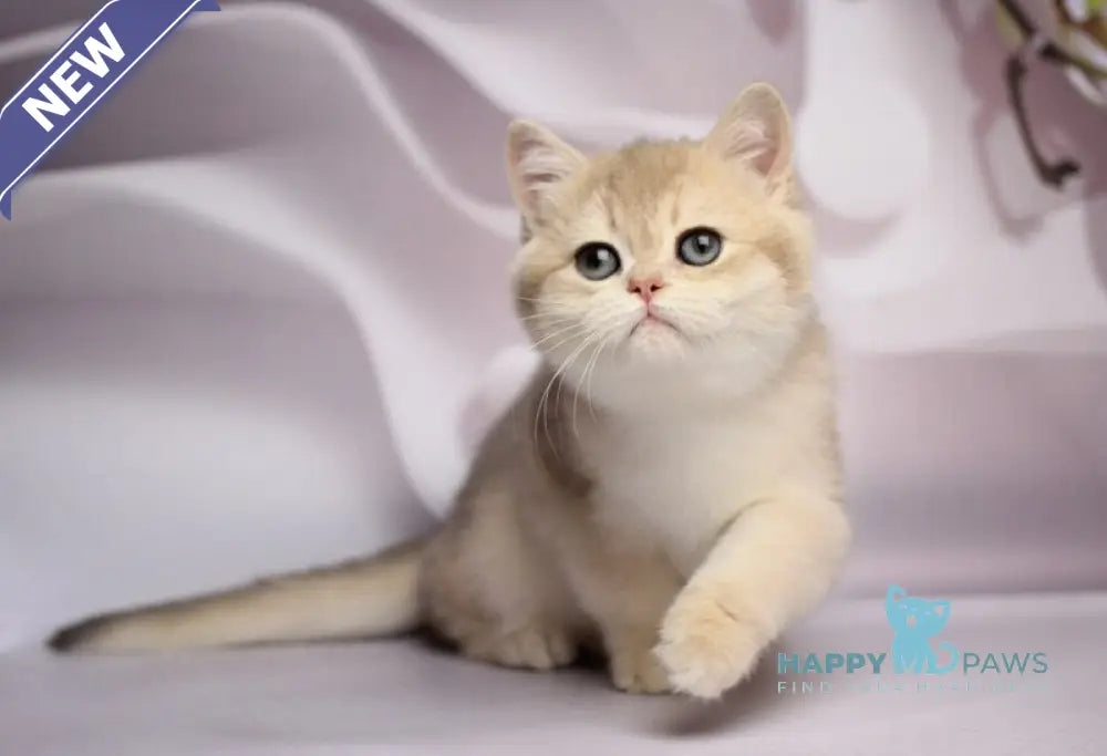 Snikers British Shorthair male blue golden chinchilla live animals
