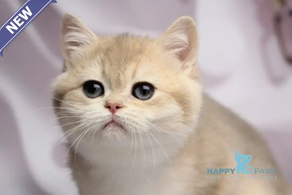 Snikers British Shorthair male blue golden chinchilla live animals