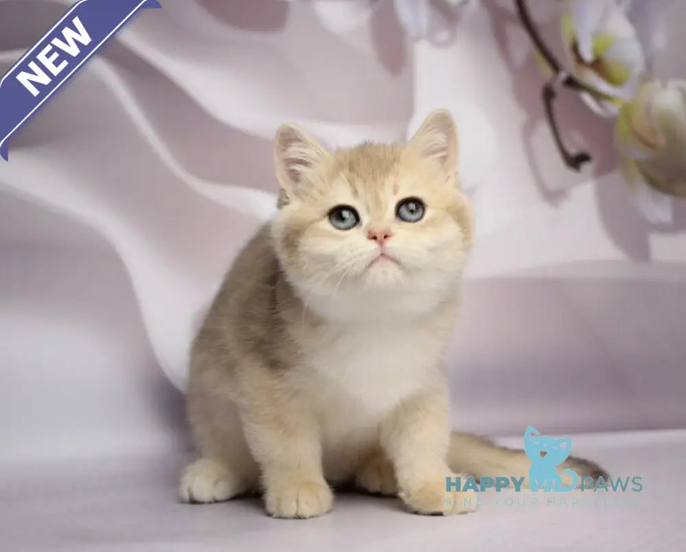 Snikers British Shorthair male blue golden chinchilla live animals