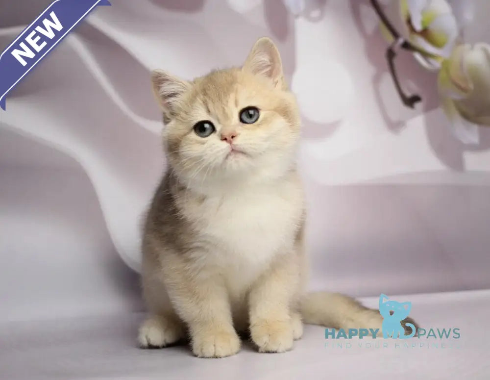 Snikers British Shorthair male blue golden chinchilla live animals