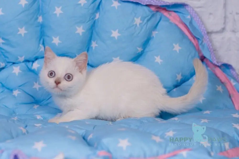 Snikers British Shorthair male cinnamon pointed live animals
