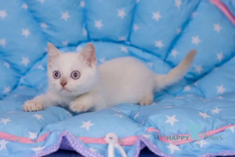 Snikers British Shorthair male cinnamon pointed live animals