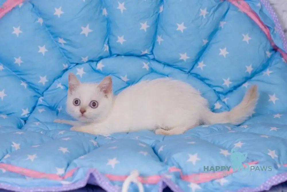 Snikers British Shorthair male cinnamon pointed live animals