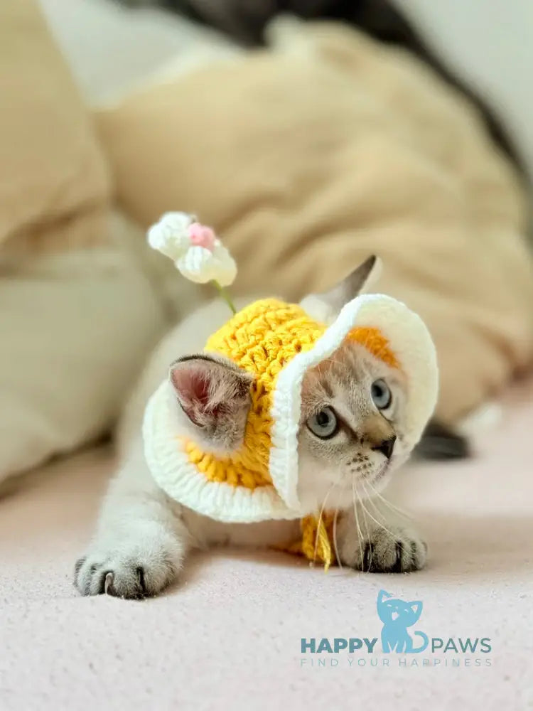 Snoop Munchkin male chocolate pointed live animals