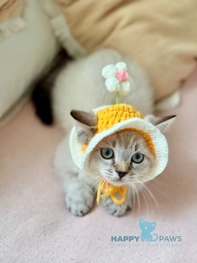 Snoop Munchkin male chocolate pointed live animals