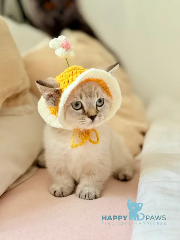 Snoop Munchkin male chocolate pointed live animals