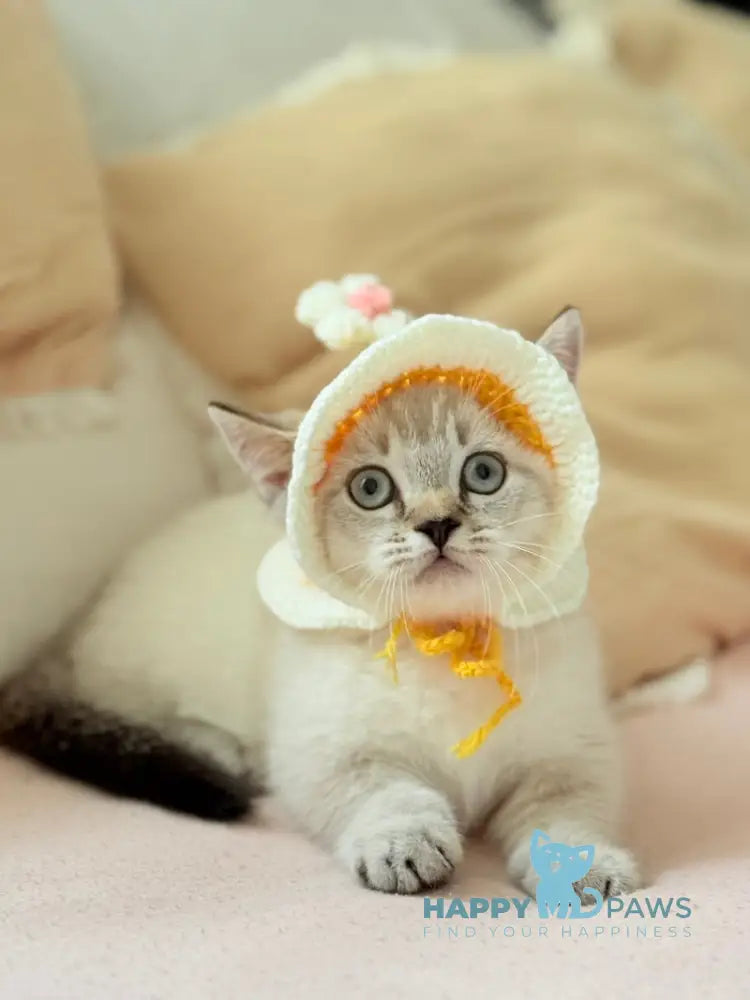 Snoop Munchkin male chocolate pointed live animals