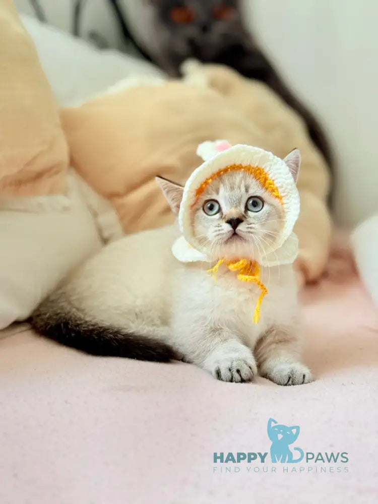 Snoop Munchkin male chocolate pointed live animals