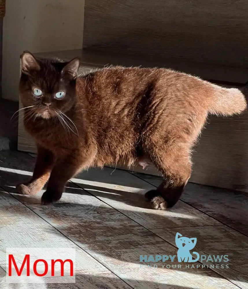 Snoop Munchkin male chocolate pointed live animals