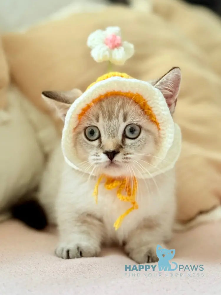 Snoop Munchkin male chocolate pointed live animals