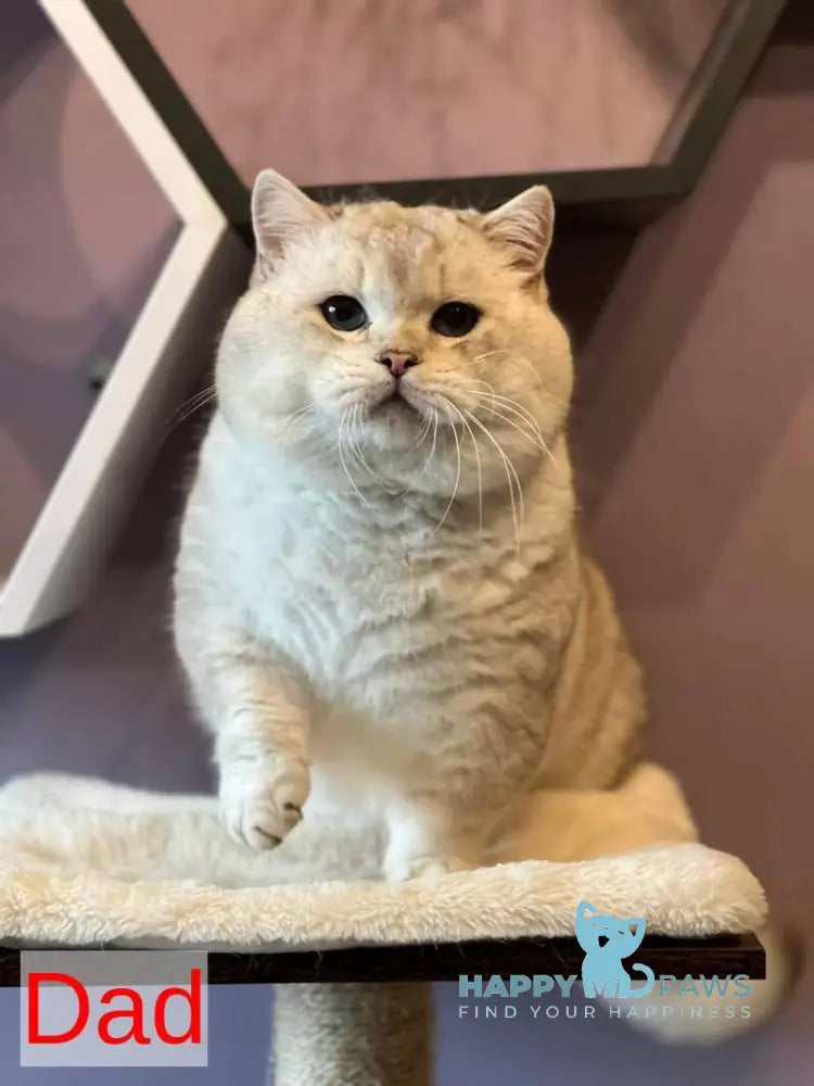 Snoop Munchkin male chocolate pointed live animals