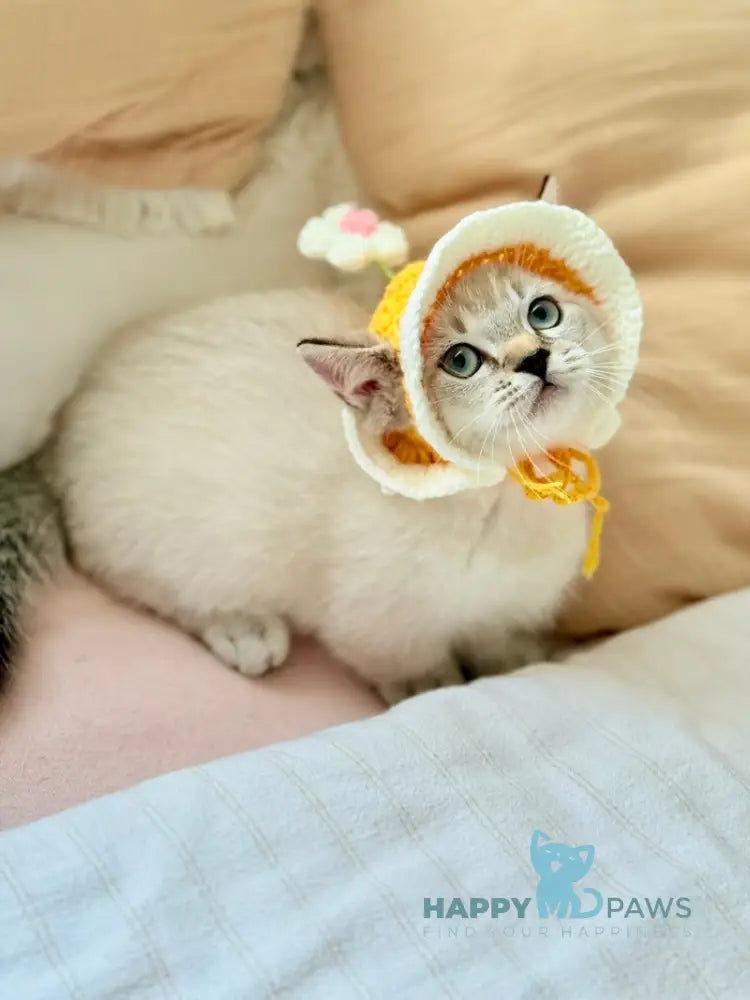 Snoop Munchkin male chocolate pointed live animals