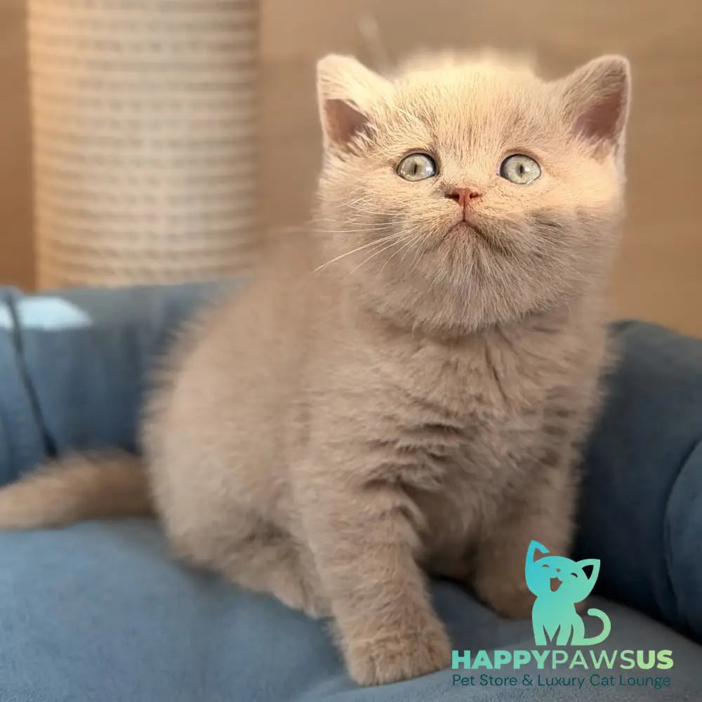 Snoopy British Shorthair male lilac - live animals