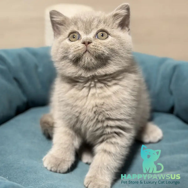 Snoopy British Shorthair male lilac - live animals