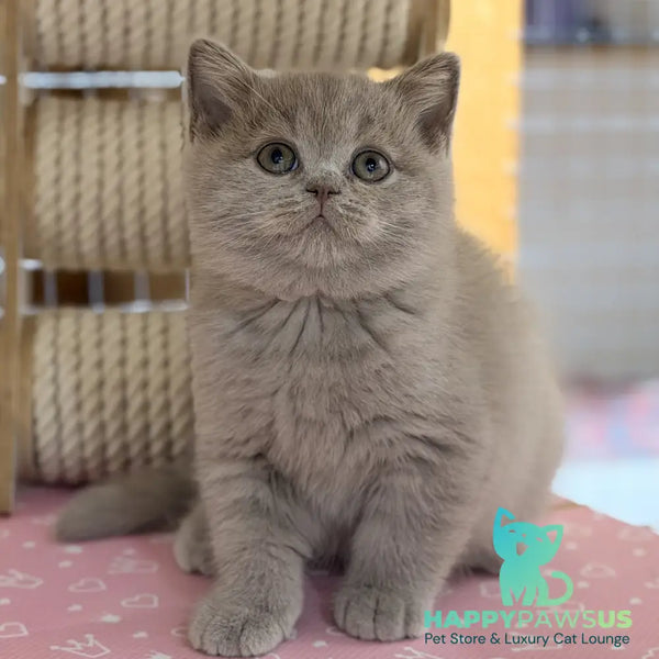 Snoopy British Shorthair male lilac - live animals