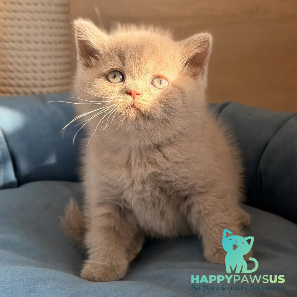 Snoopy British Shorthair male lilac - live animals
