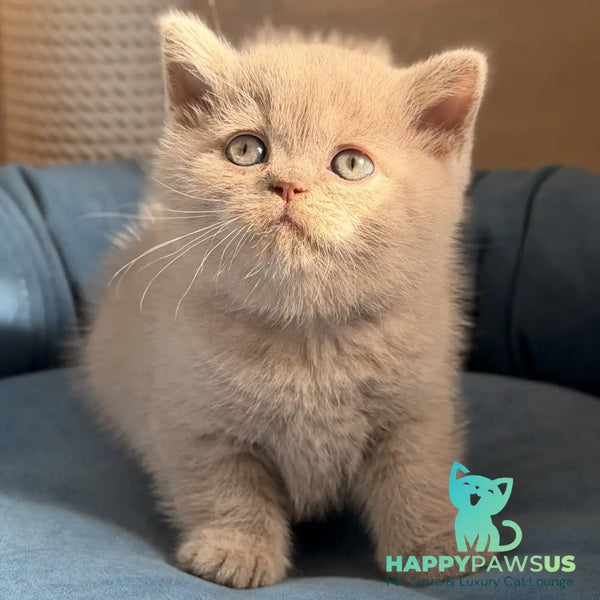 Snoopy British Shorthair male lilac - live animals