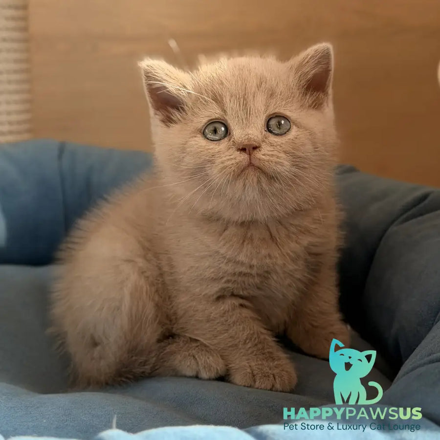 Snoopy British Shorthair male lilac - live animals
