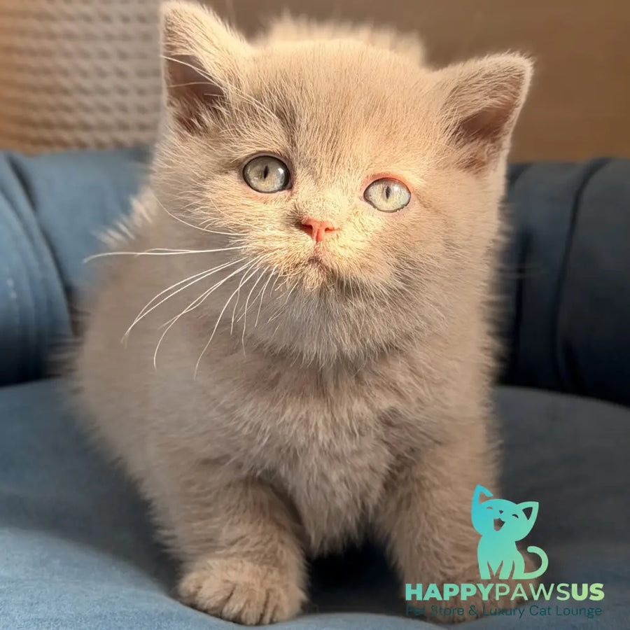 Snoopy British Shorthair male lilac - live animals