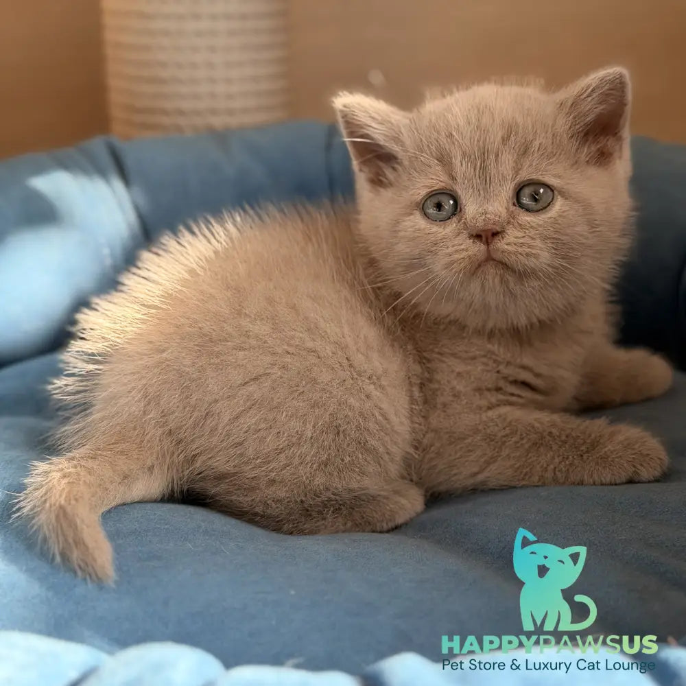 Snoopy British Shorthair male lilac - live animals